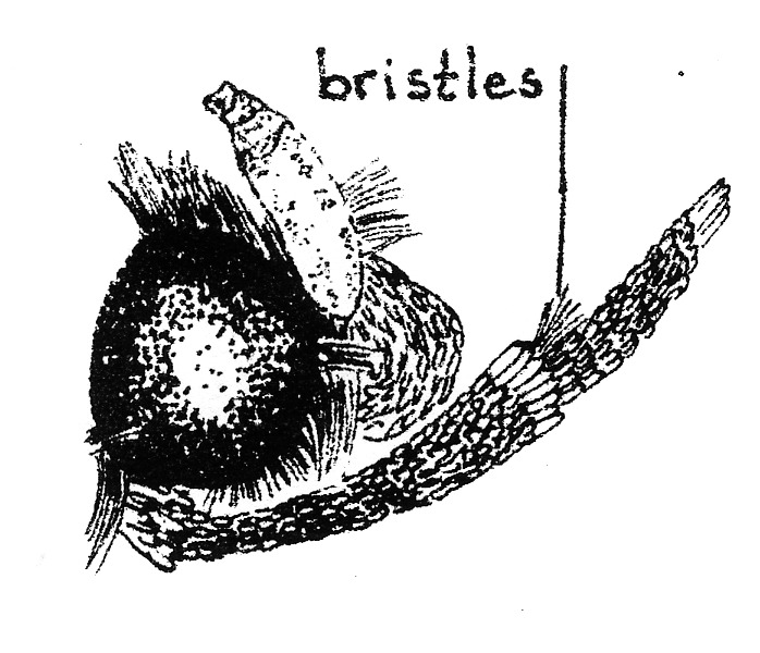 Head of Opogona sacchari (Tineidae).